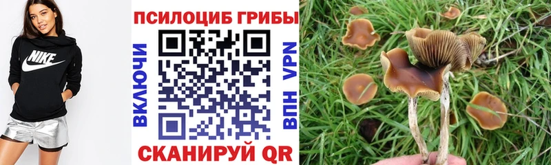 Купить где  Геленджик  Псилоцибиновые грибы мицелий 